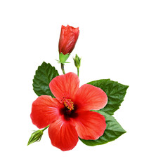 Red hibiscus flowers in a tropical arrangement