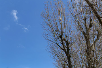 Branches of trees against a blue sky