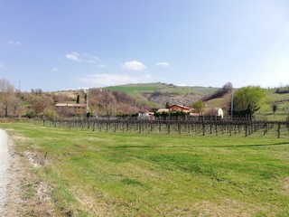 vineyard in itali