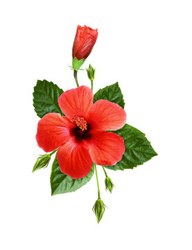 Red hibiscus flowers in a tropical arrangement