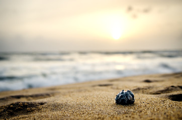 Fototapeta na wymiar Little shell on the sand against the backdrop of a beautiful sunset. Kalutara. Sri Lanka