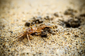 Crab near its burrow on the beach. Kalutara. Sri Lanka