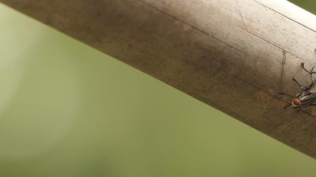 Mating Flies On A Brown Plant Leaf.