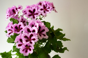 Flowers of royal pelargonium with light pink petals with dark burgundy centers and green leaves on a light background. Indoor plant of royal pelargonium on a light background close-up
