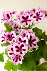 Flowers of royal pelargonium with light pink petals with dark burgundy centers and green leaves on a light background. Indoor plant of royal pelargonium on a light background close-up
