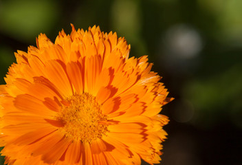 Orange flower of double calendula close-up