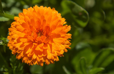 Orange flower of double calendula close-up at the green background