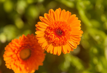 Two orange  double flowers of calendula close up at the green background