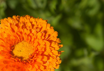 Orange flower of double calendula close-up at the green background