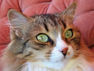 Katze beobachtet