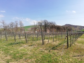 rows of a vineyard in the early spring