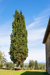 Auf dem Gelände eines verlassenen Bauernhofes in der Toskana mit altem Baumbestand