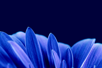 The Blue Petals
