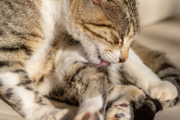 Tabby cat kitten licking and cleaning fur on back legs