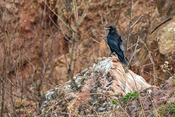 Raven stands on the rock