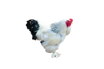 beautiful male rooster isolated on white background 