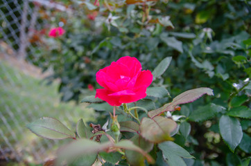 pink rose in garden