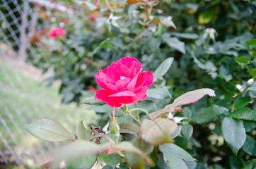 pink rose in garden