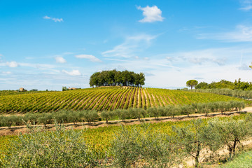 Fototapeta na wymiar Toskanalandschaft während der Weinernte in der Gebiet des Weingutes Colaini im Chiantigebiet