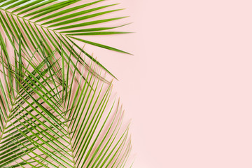 Tropical palm leaves on pink background. Flat lay, top view minimal concept. © K.Decor