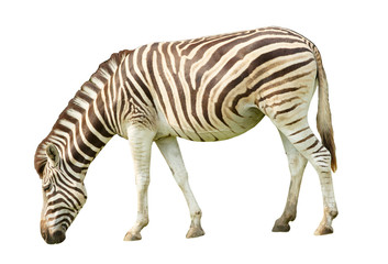 Zebra isolated on white background