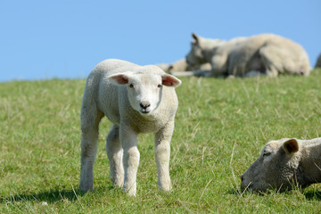 lamb standing on pasture and looking