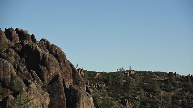 California Condor Soars in Blue Sky along California's central valley coast