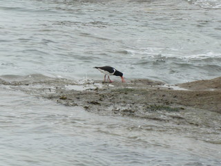 Huîtrier pie sur la plage .