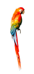 Macaw isolated on white background