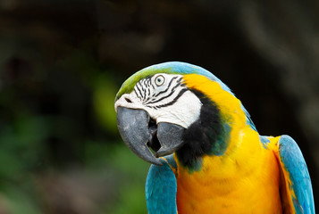 Macaw isolated on white background