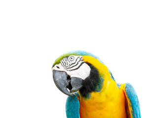 Macaw isolated on white background