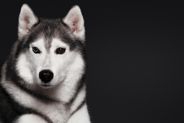 Beautiful Siberian Husky dog with blue and brown eyes, posing in studio on dark background