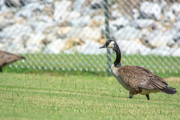 canada goose on green grass