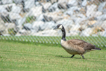 canada goose on green grass