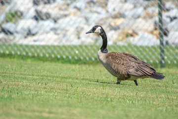 canada goose on green grass