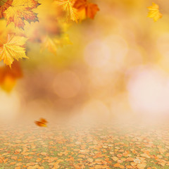Naklejka na ściany i meble Autumnal fall. Beautiful seasonal backgrounds with maple leaf and bright colours