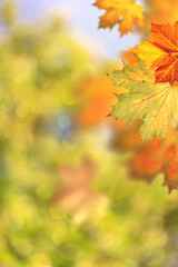 Autumnal fall. Beautiful seasonal backgrounds with maple leaf and bright colours