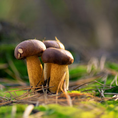 Mushrooms. Seasonal natural backgrounds with beautiful bokeh