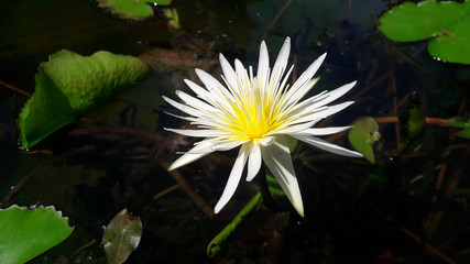 Beautiful Lotus flower