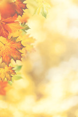 Autumnal fall. Beautiful seasonal backgrounds with maple leaf and bright colours