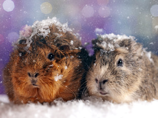 Couple of guinea pig looking at camera. Abstract winter backgrounds