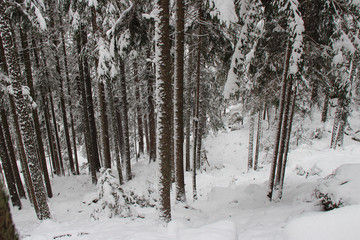 Forest closed to Chamonix (France)