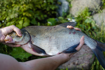 fresh fish in hand