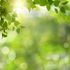 Summer morning. Abstract environmental backgrounds with green foliage and bokeh