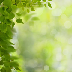 Summer morning. Abstract environmental backgrounds with green foliage and bokeh