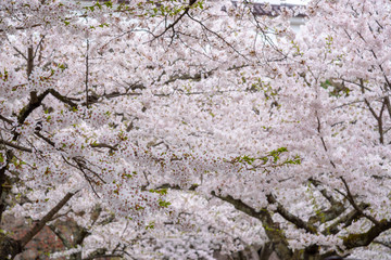 Cherry blossom tree (sakura flower) in Tsuruga-jo Castle
