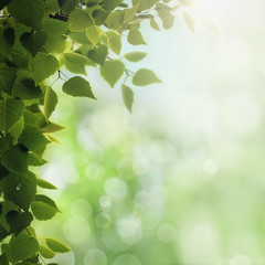 Morning dew. Seasonal backgrounds with clean dew on the foliage and bright sunlight