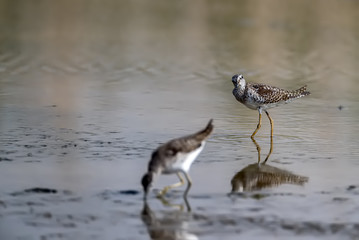Wood Sandpiper