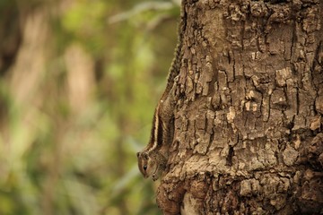 Squirrel Praying