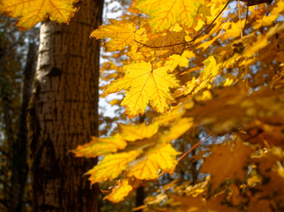 bright yellow autumn leaves on a clear day